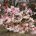 Prunus subhirtella 'Autumnalis'